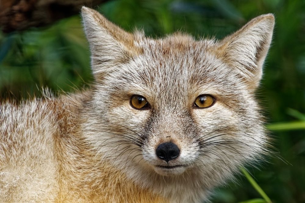 Wüstenfuchs Foto & Bild tiere, zoo, wildpark & falknerei, säugetiere