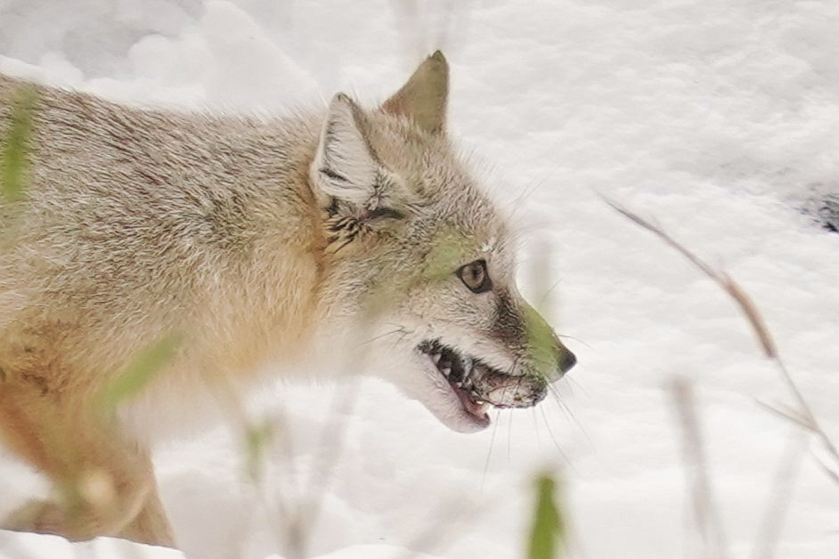 Wüstenfuchs