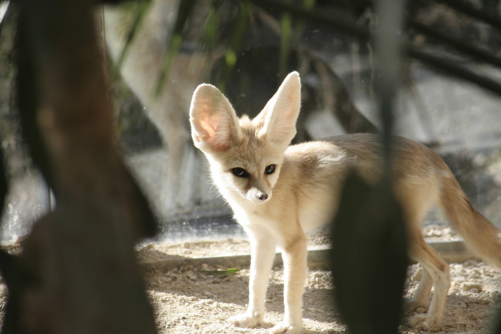 Wüstenfuchs