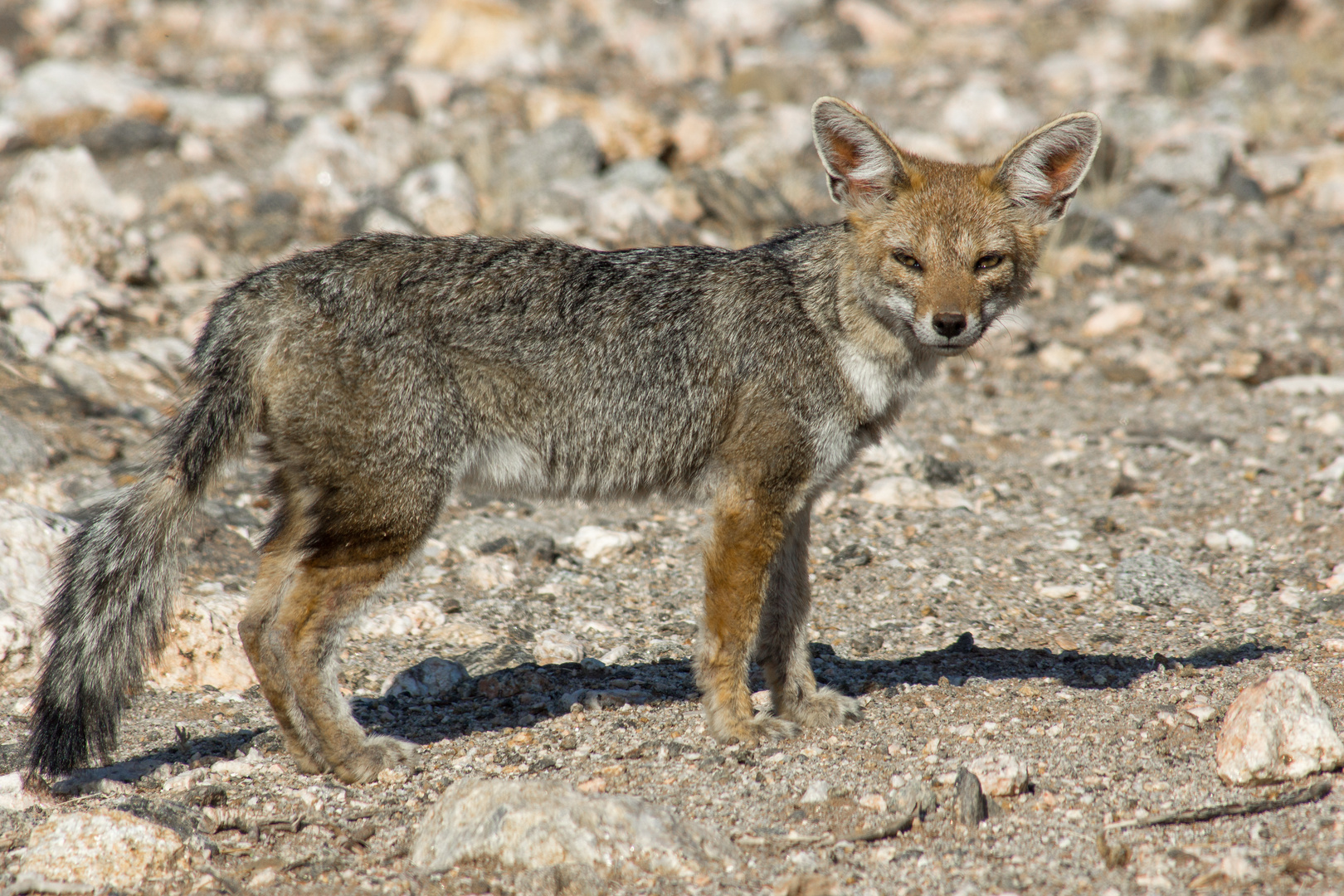 Wüstenfuchs