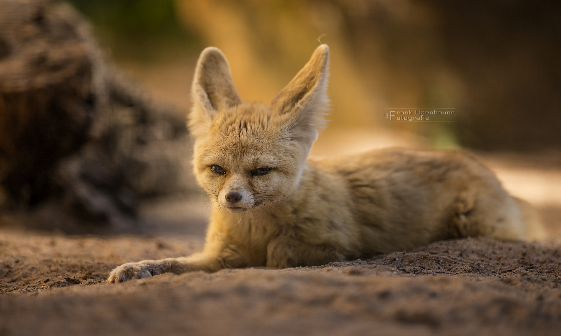 Wüstenfuchs Foto & Bild art, natur, tier Bilder auf