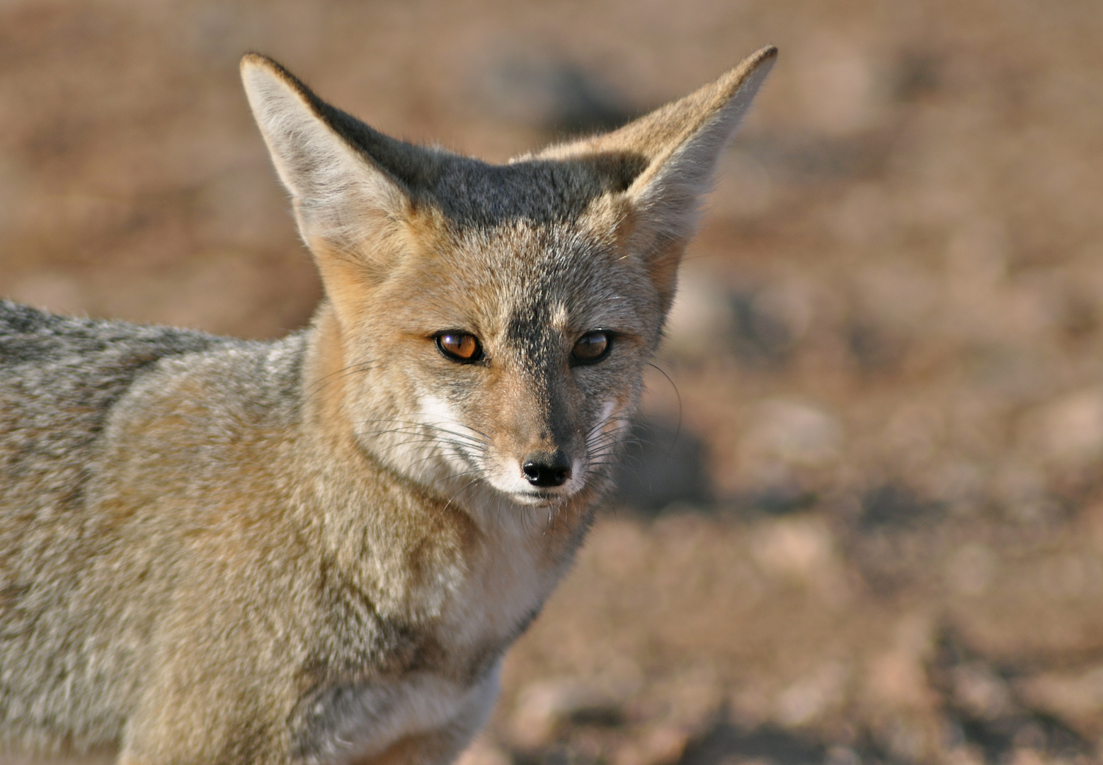 Wüstenfuchs