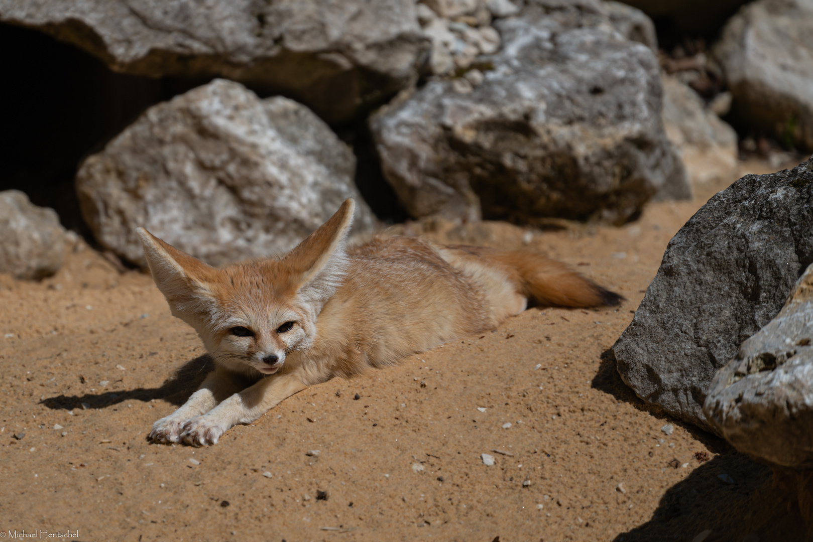 Wüstenfuchs