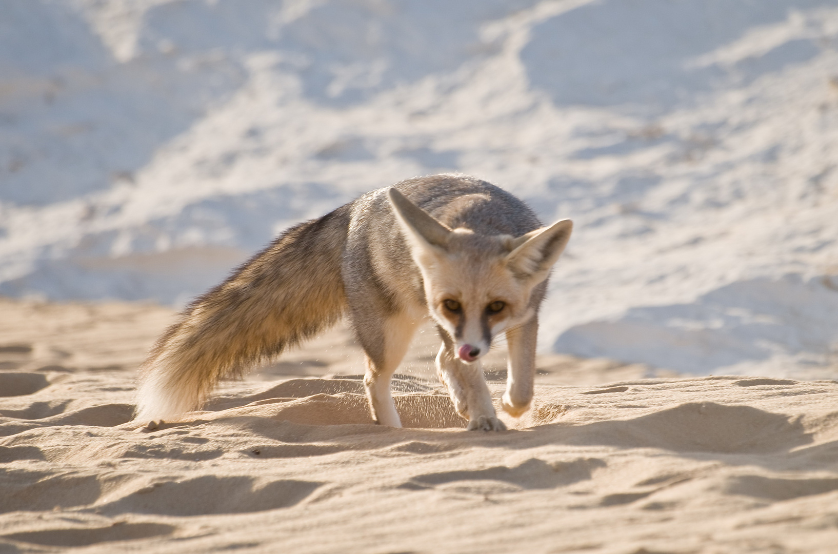 Wüstenfuchs auf der Pirsch