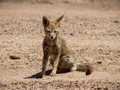 Wüstenfuchs