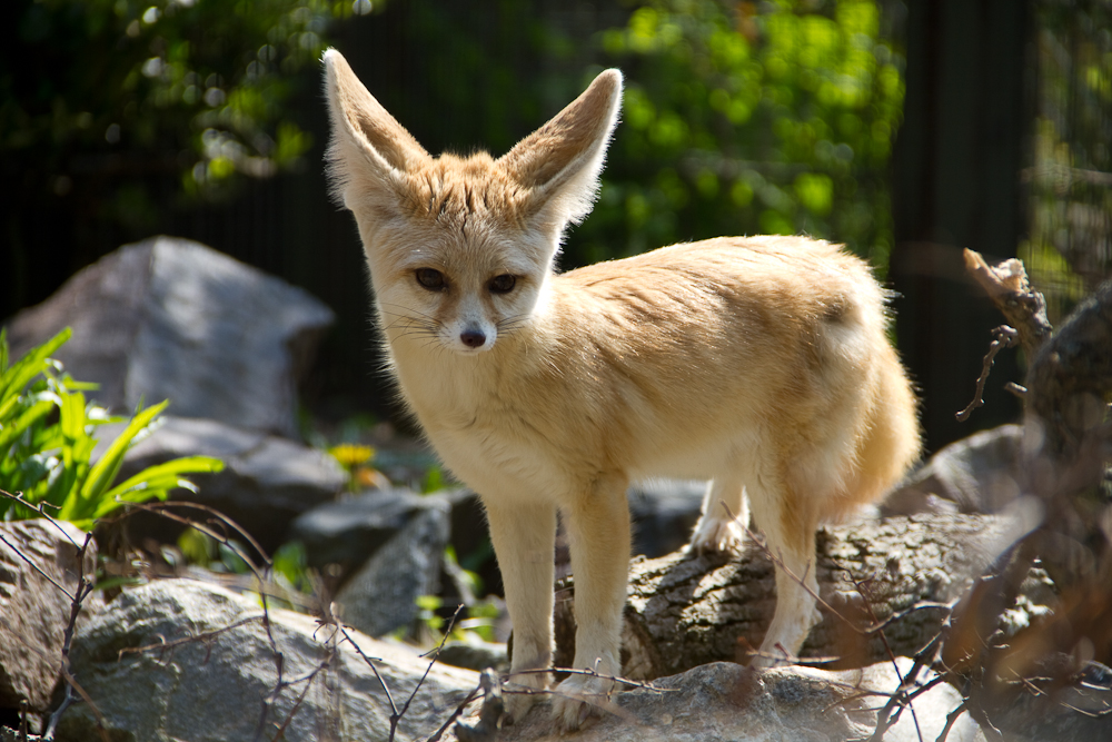 Wüstenfuchs