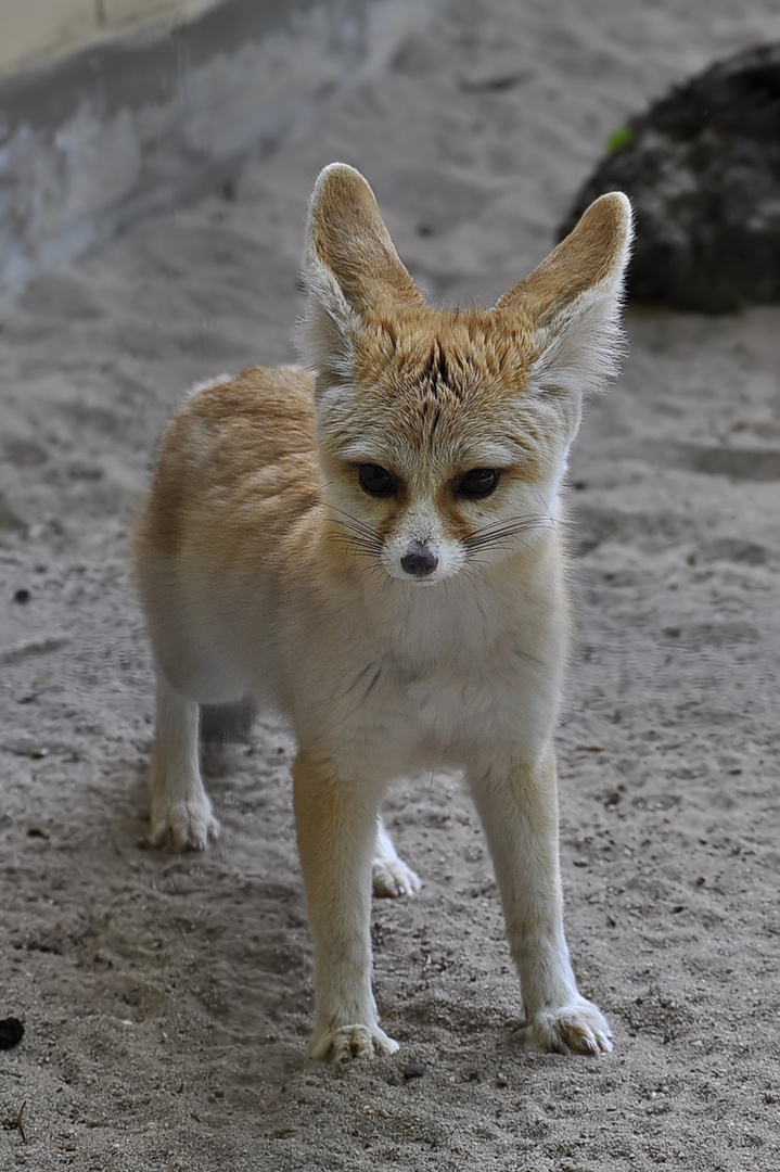 Wüstenfuchs (Fennek)