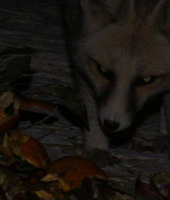 Wüstenfuchs ( Fennek ) zu Besuch an unserem Zelt