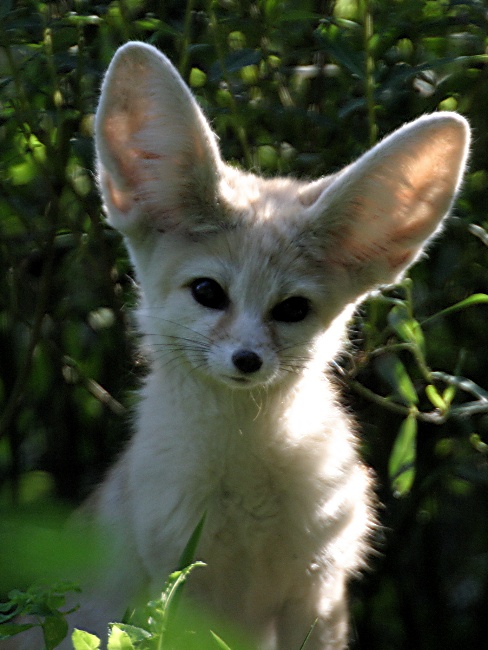 Wüstenfuchs im Grünen