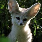 Wüstenfuchs im Grünen