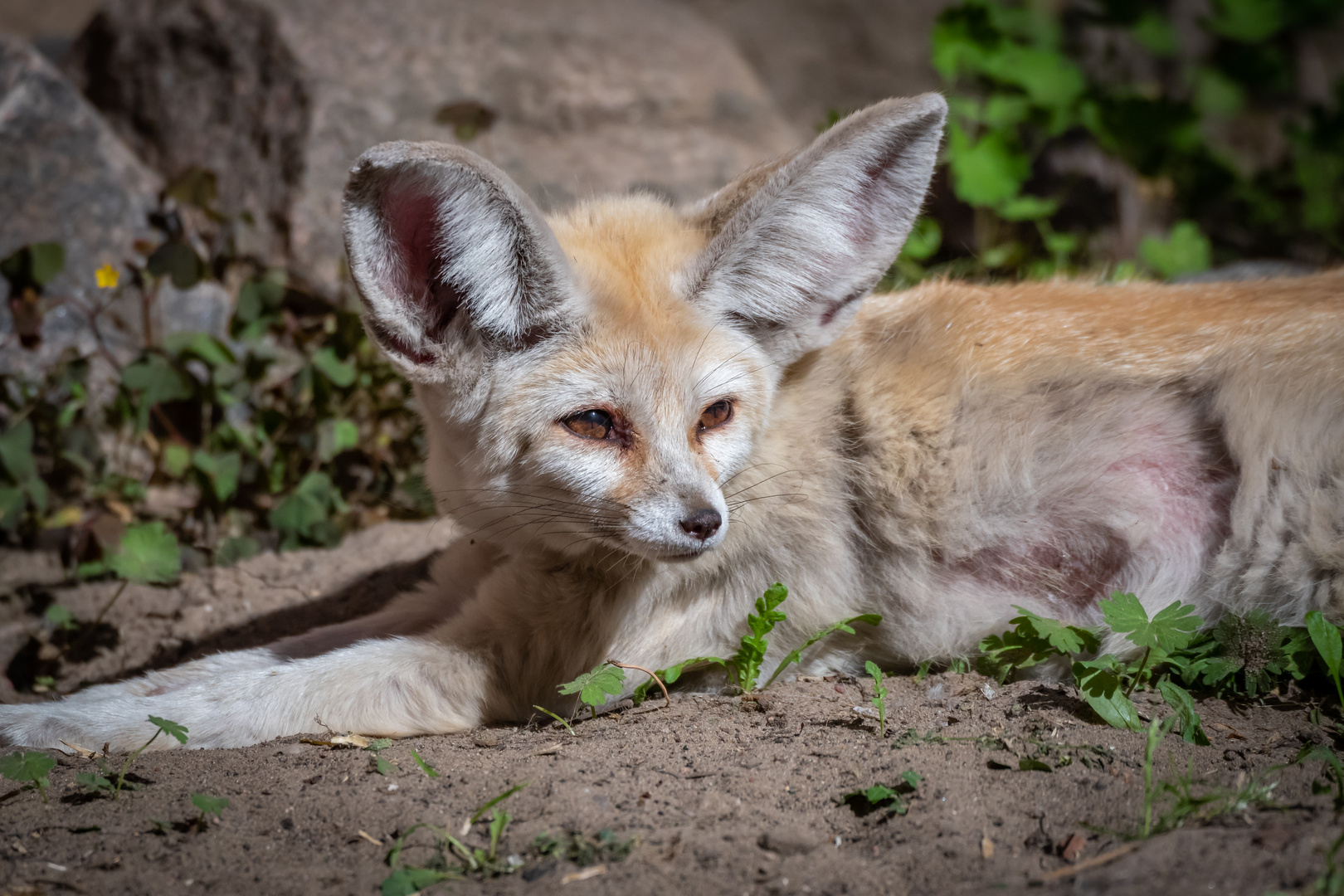 Wüstenfuchs im Tierpark Ückermünde