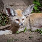 Wüstenfuchs im Tierpark Ückermünde