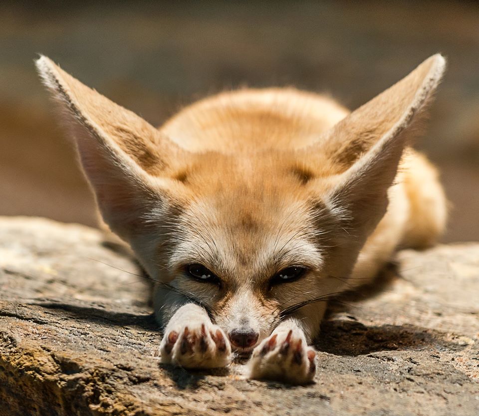 Wüstenfuchs (Stuttgart Zoo Wilhelma)