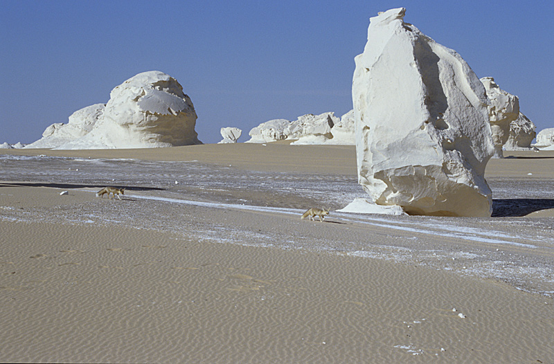 Wüstenfüchse - Weisse Wüste - Ägypten