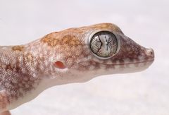 Wüstengecko