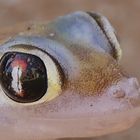 Wüstengecko in den Dünen von Swakopmund, Namibia 