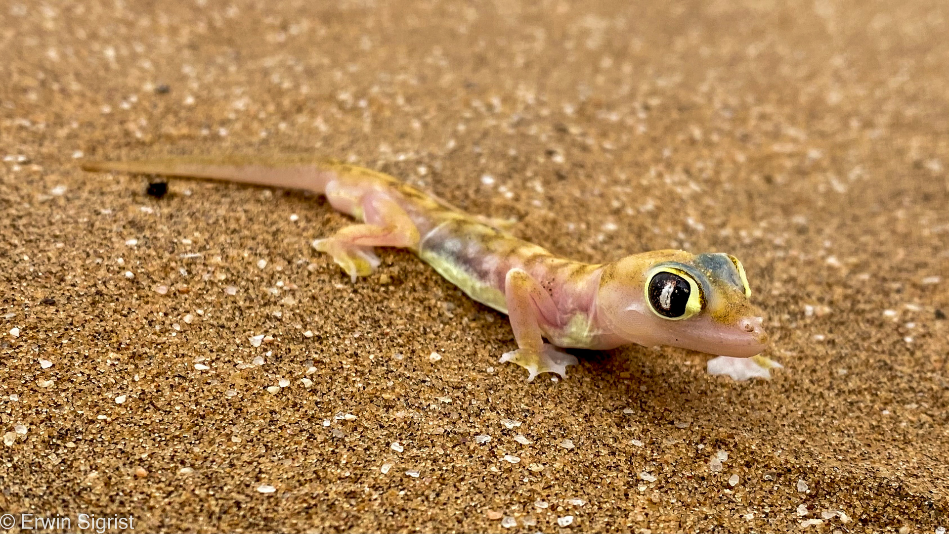 Wüstengecko - in der Nähe von Swakopmund / Namibia