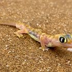 Wüstengecko - in der Nähe von Swakopmund / Namibia