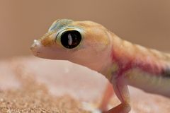 Wüstengecko in Namibia