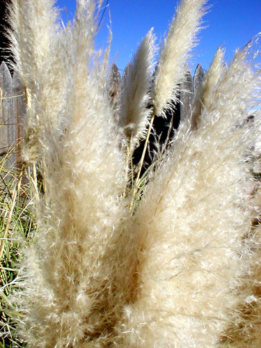 Wüstengras New Mexico USA