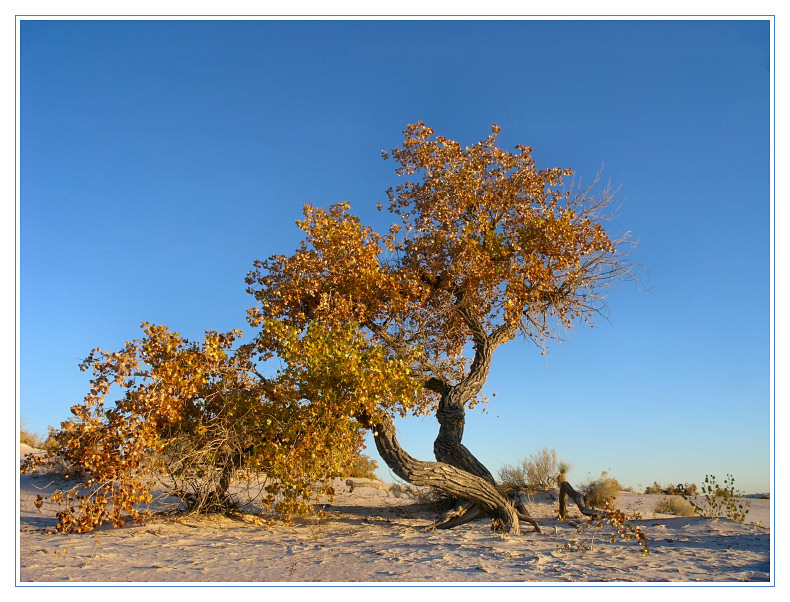 Wüstenherbst