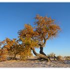 Wüstenherbst