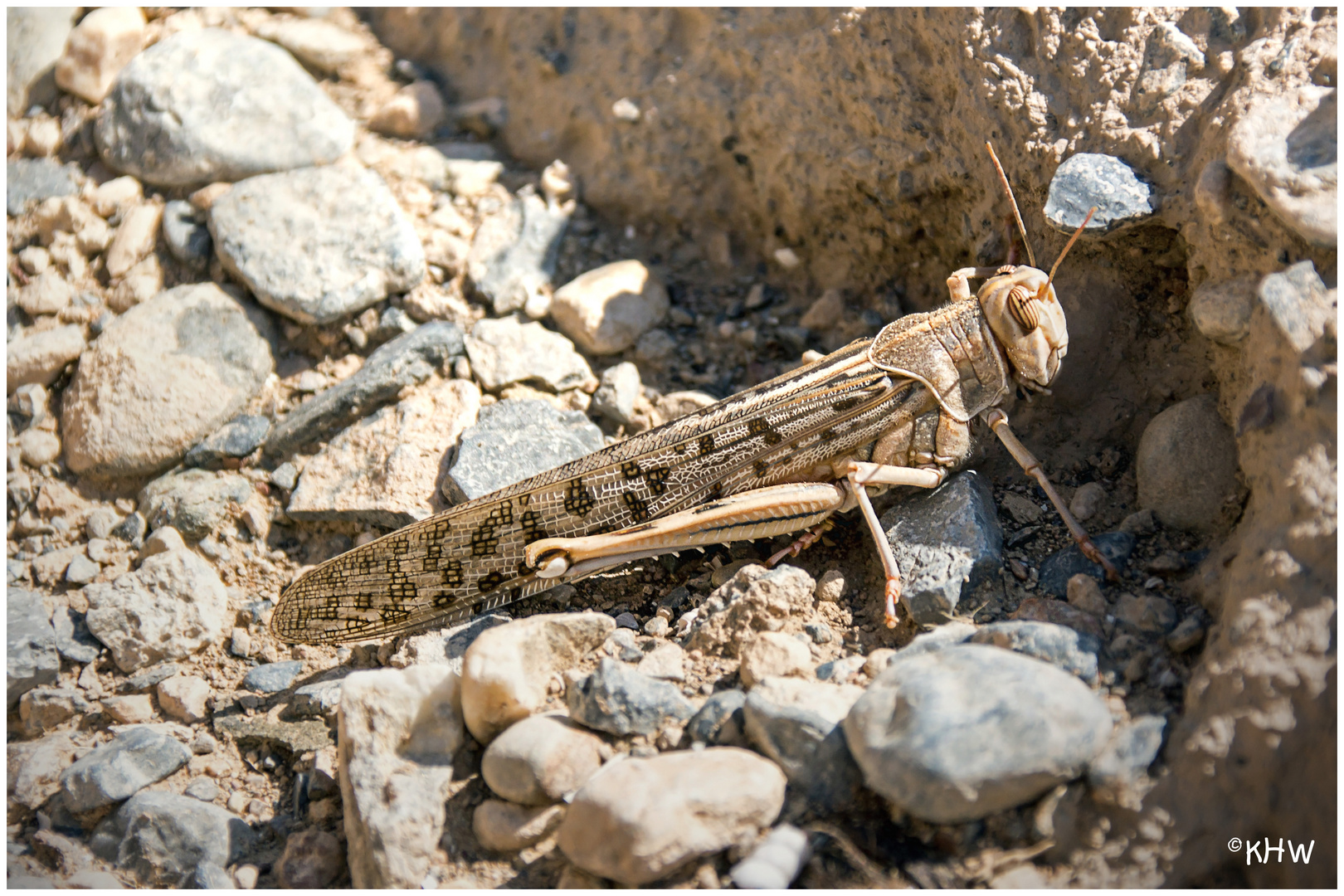 Wüstenheuschrecke aus der Nähe von Bahla (Oman)