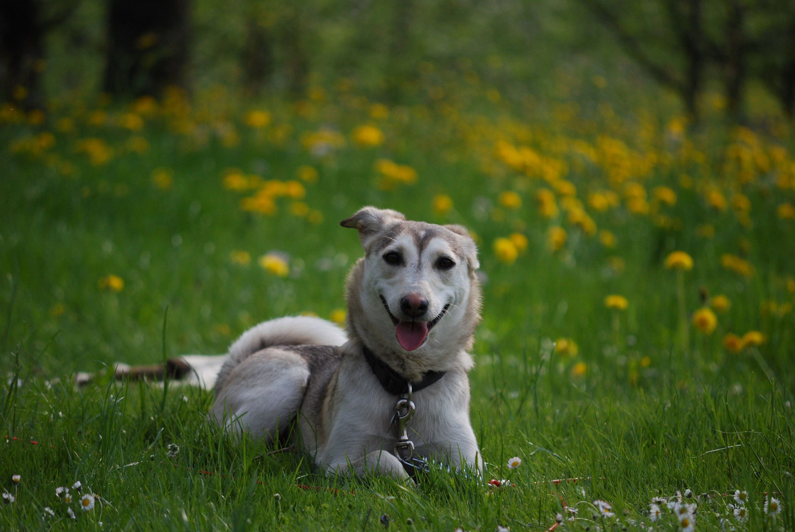 Wüstenhund im Deggenhausertal