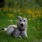 Wüstenhund im Deggenhausertal