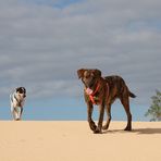 "Wüsten"Hunde - Las Dunas de Corralejo ...´13