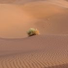 Wüstenimpessionen