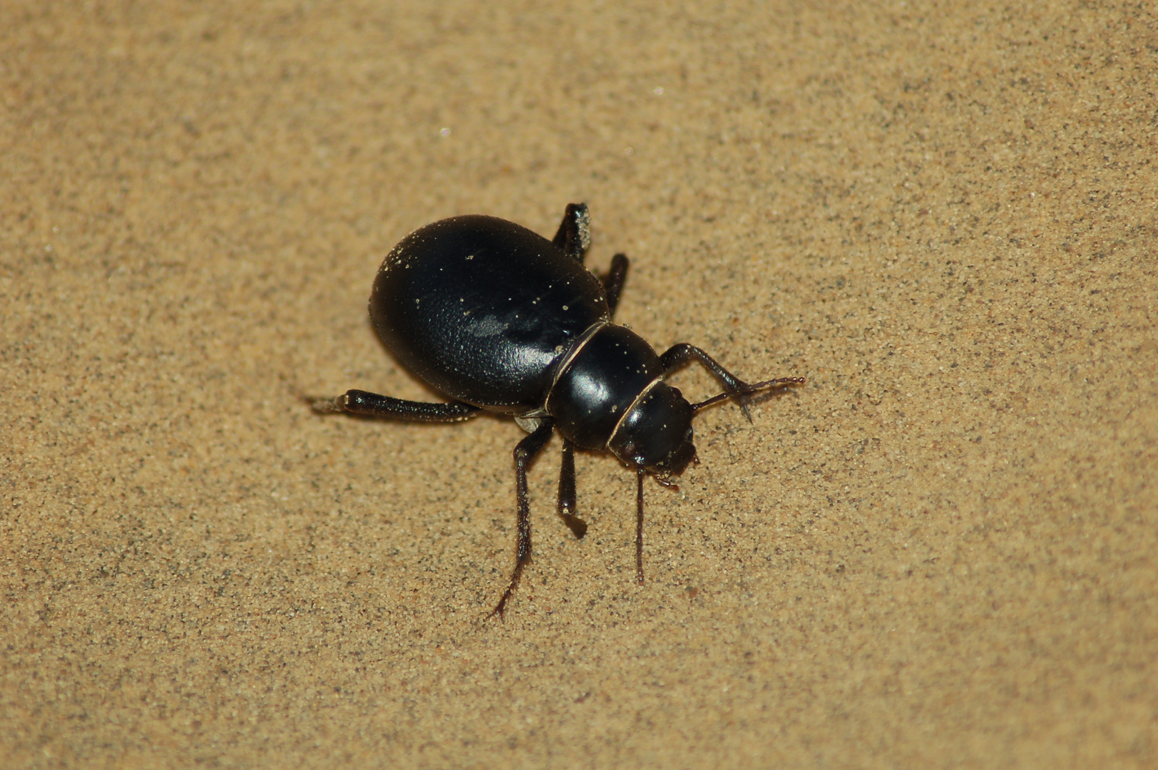 Wüstenkäfer