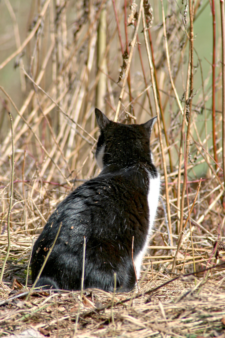 "Wüsten"katze