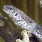 Wüstenleguan - fotografiert in der Reptilienausstellung