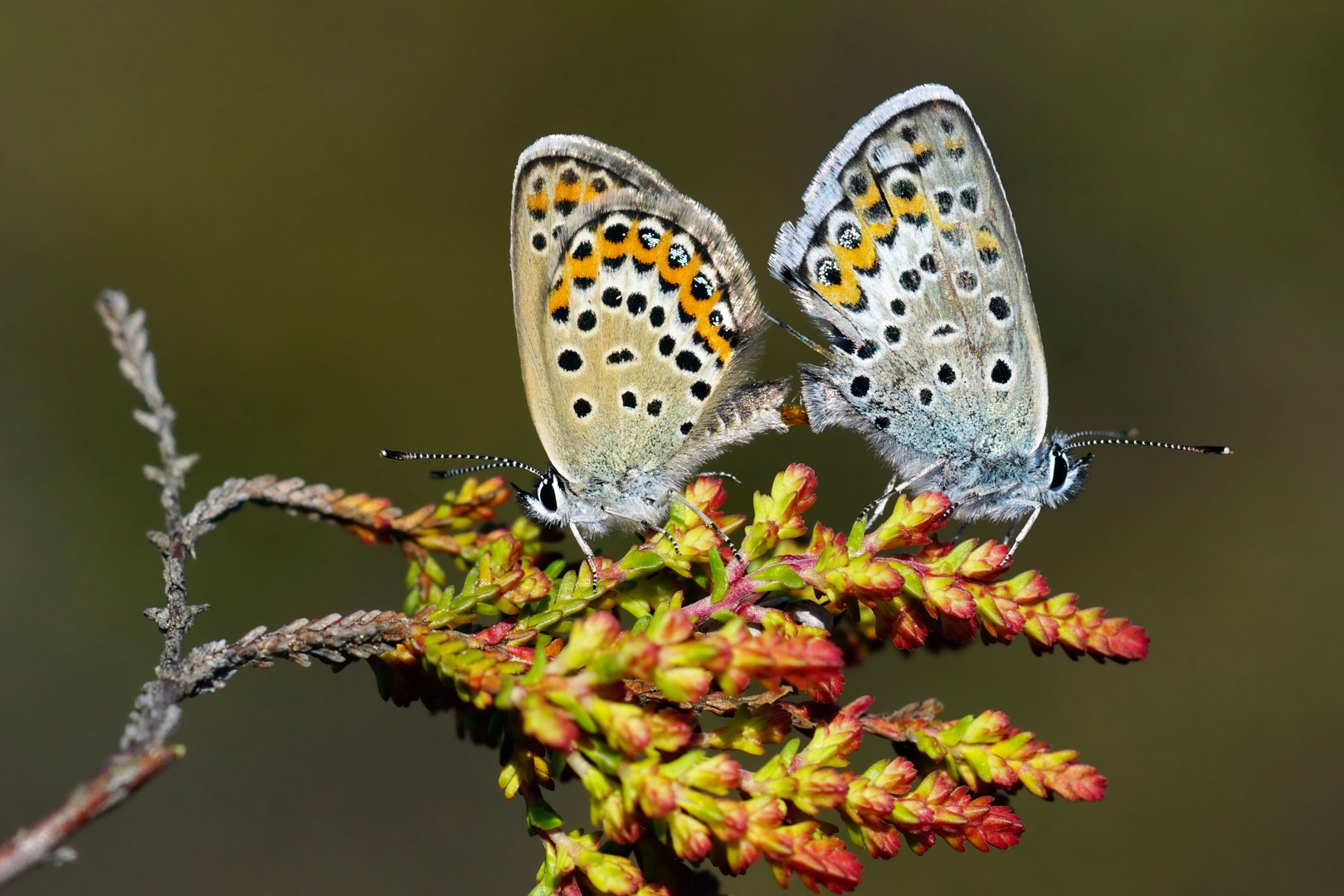 "Wüstenliebe" Argusbläulinge ( Plebeius argus)  bei der Paarung