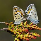 "Wüstenliebe" Argusbläulinge ( Plebeius argus)  bei der Paarung