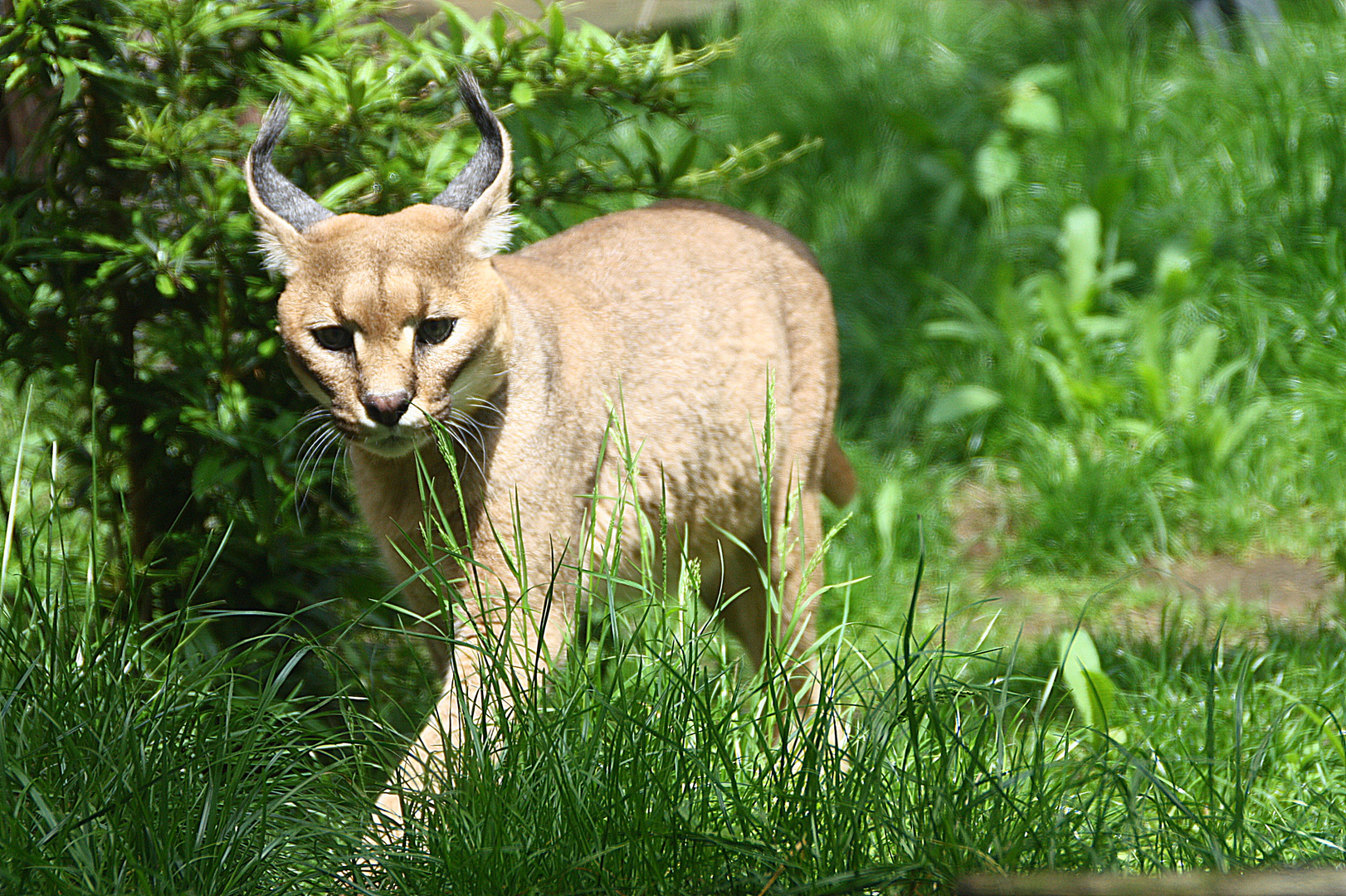 Wüstenluchs im Dresdner Zoo