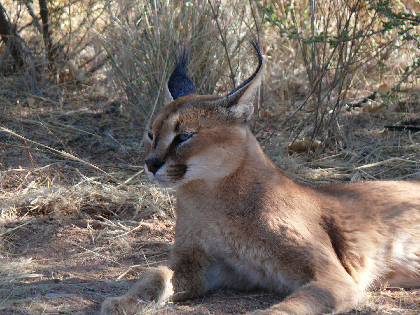 Wüstenluchs Namibia 2010