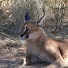 Wüstenluchs Namibia 2010