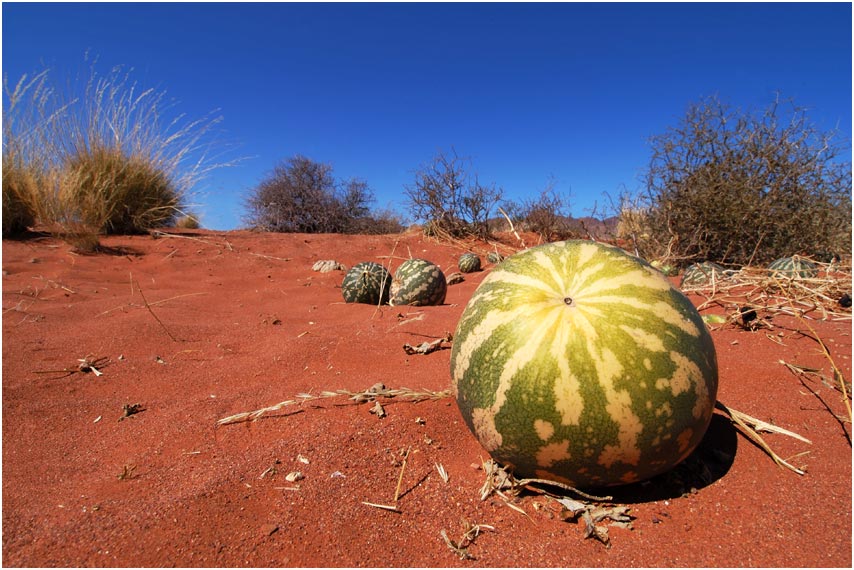 Wüstenmelonen