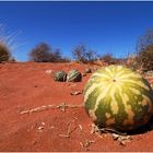 Wüstenmelonen