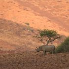 Wüstennashörner wie sie hier im Nordwesten Namibias genannt werden sind selten