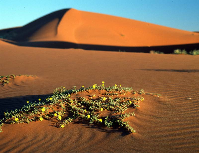 Wüstenpflänzchen