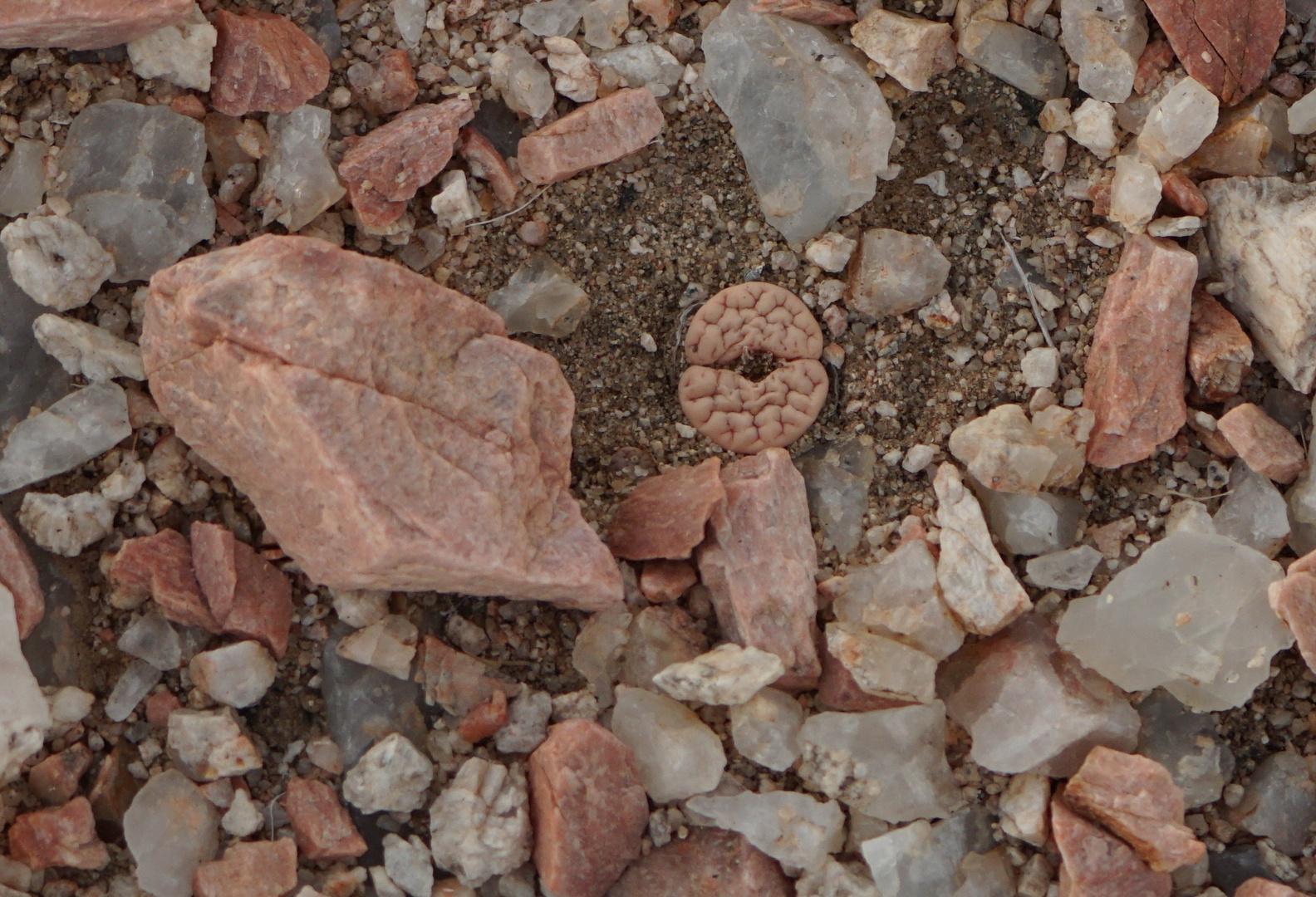 Wuestenquell Lithops