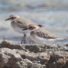 Wüstenregenpfeifer (Charadrius leschenaultii), Übergangskleid