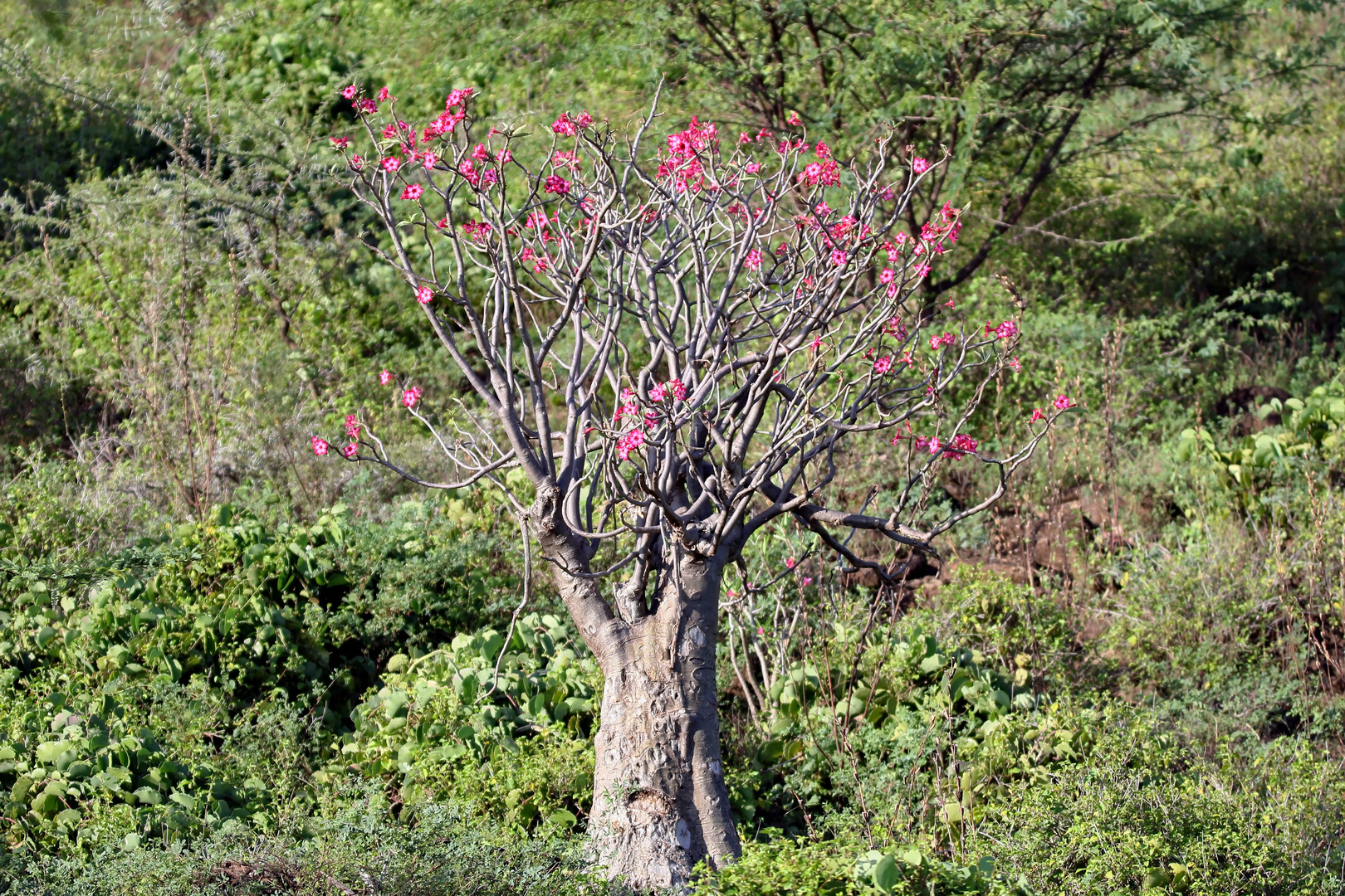 Wüstenrose