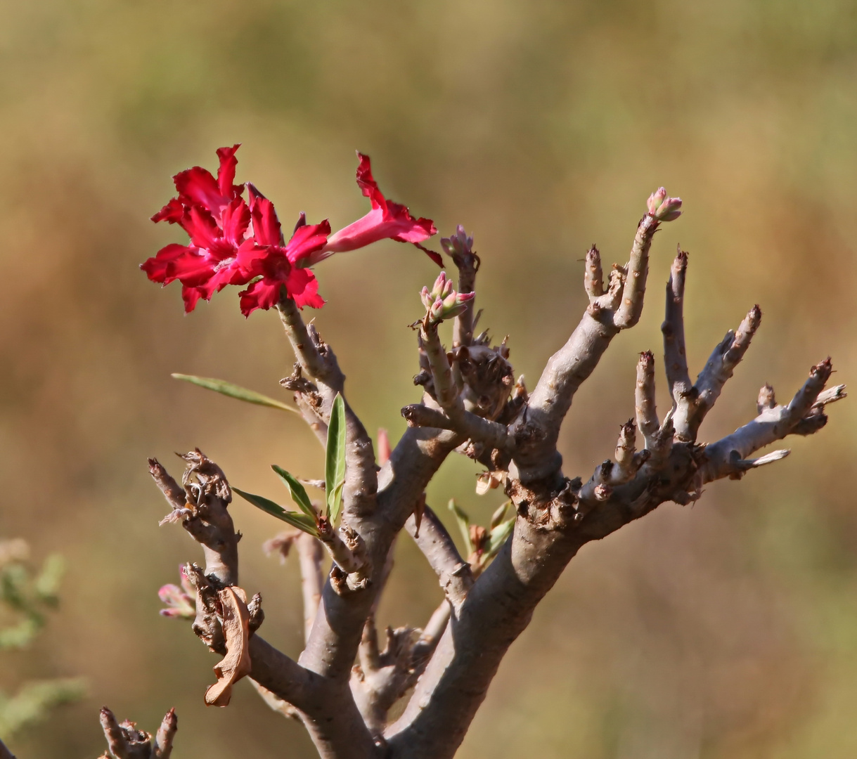 Wüstenrose