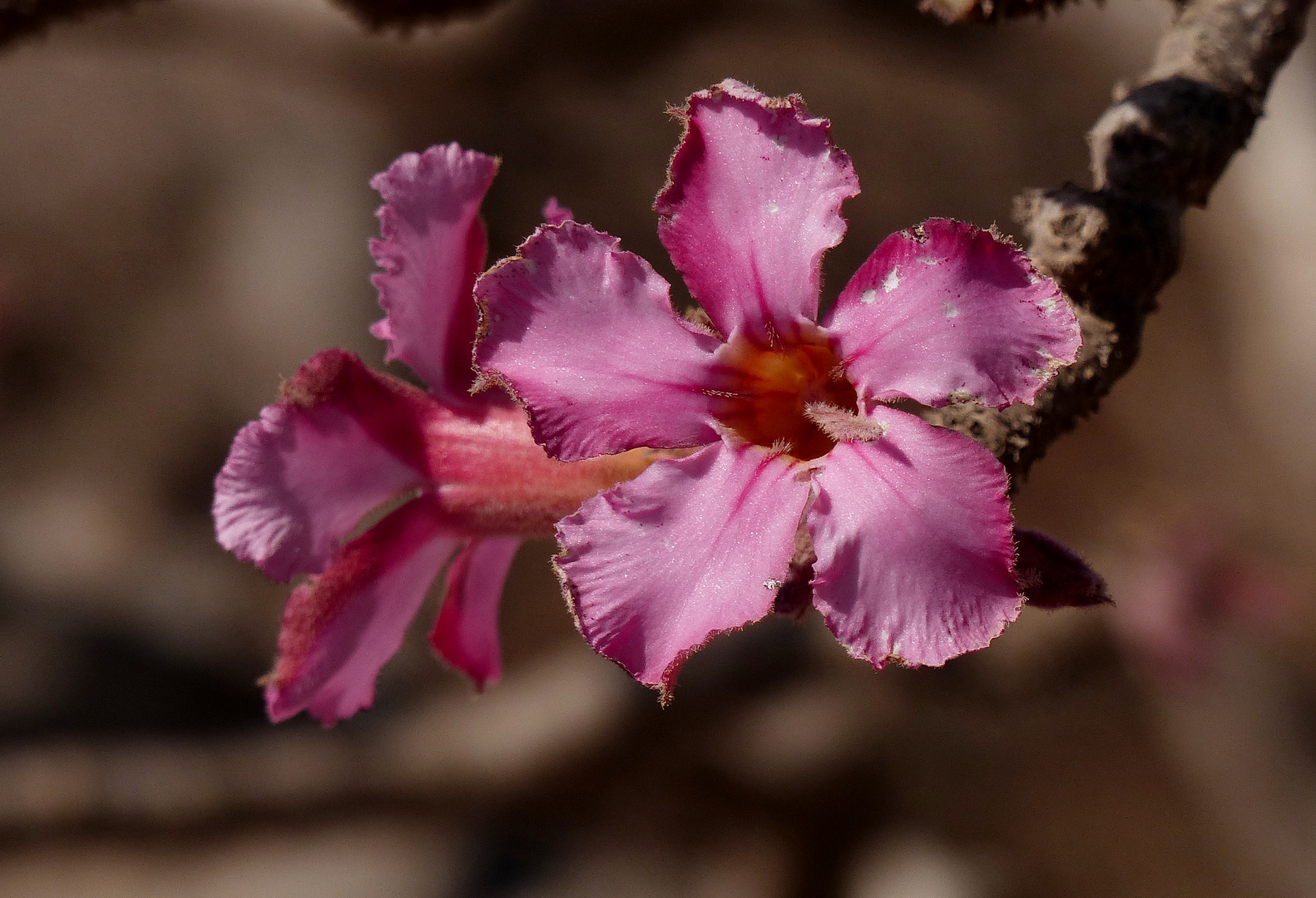 Wüstenrose im Oman