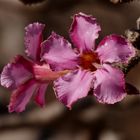 Wüstenrose im Oman