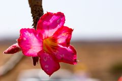 Wüstenrose im Oman